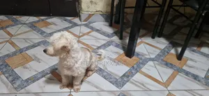 6-12 months Female Mixed Breed Maltese