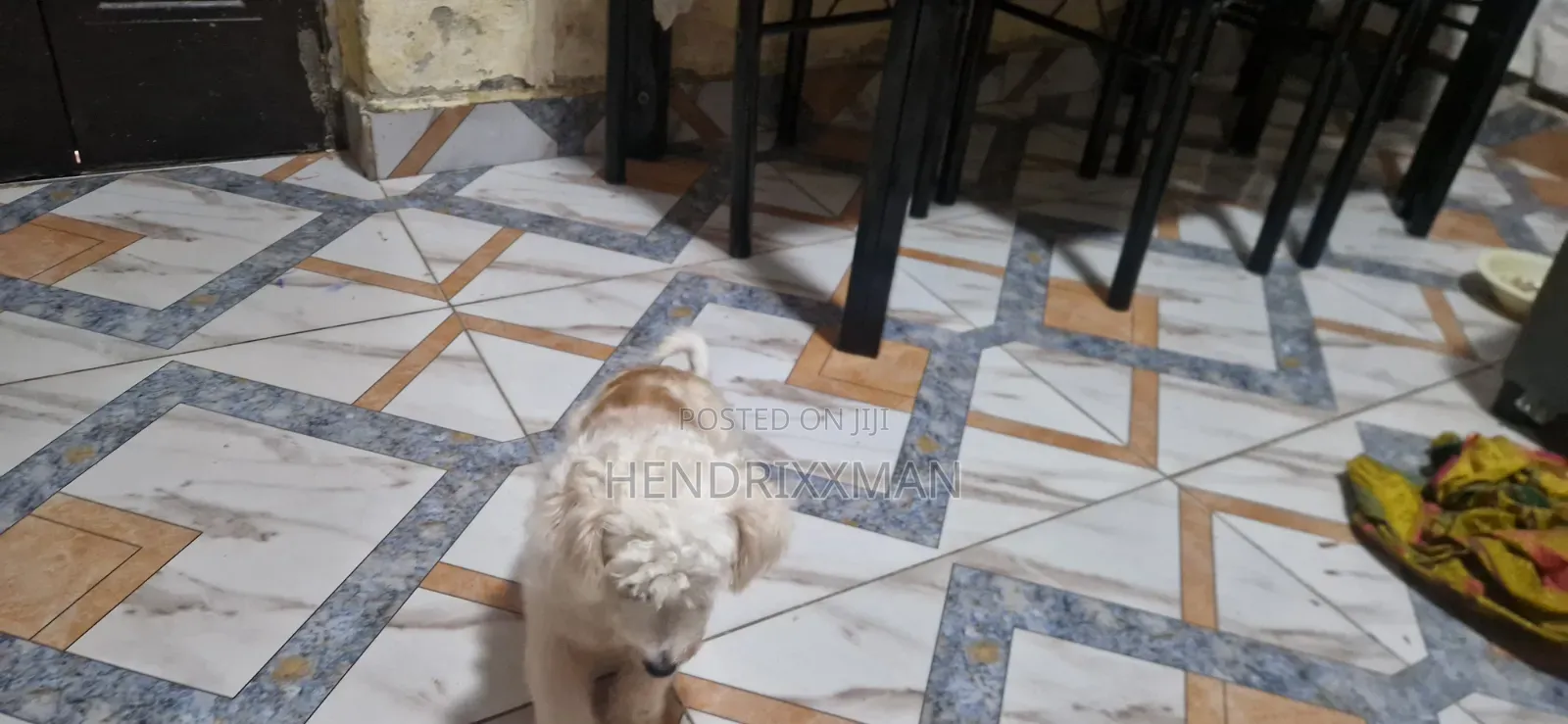 6-12 months Female Mixed Breed Maltese