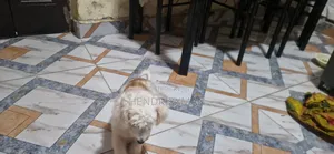 6-12 months Female Mixed Breed Maltese