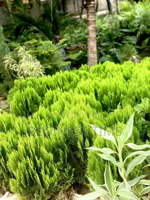 Garden, Planning Flowers and Green Grass
