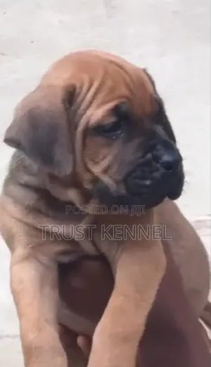 1-3 months Male Purebred Boerboel