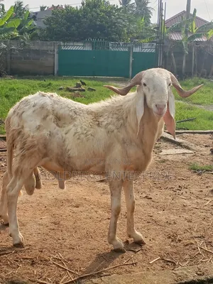 Balami Ram