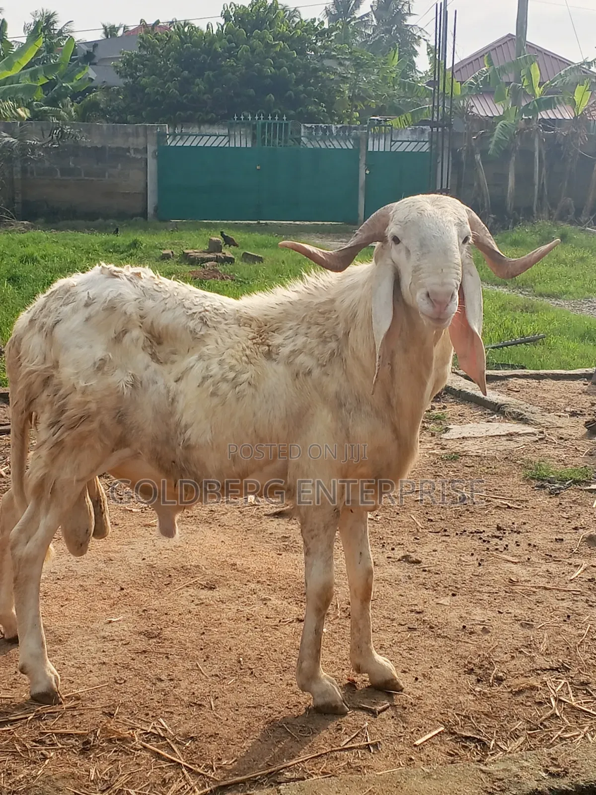 Balami Ram