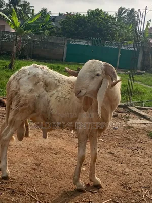 Balami Ram