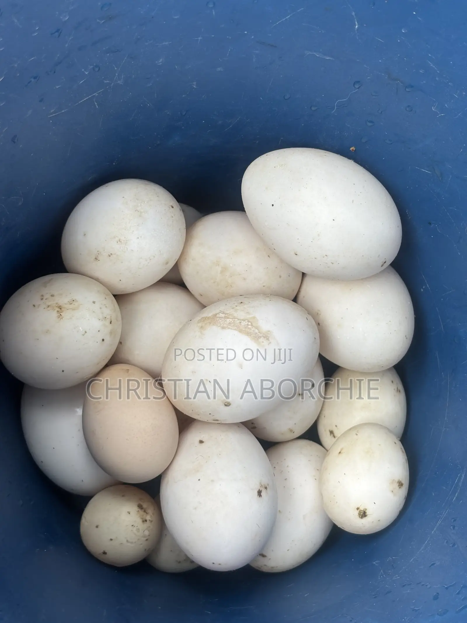 Fertilized Duck Egg for Sale