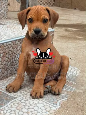 1-3 months Female Purebred Boerboel