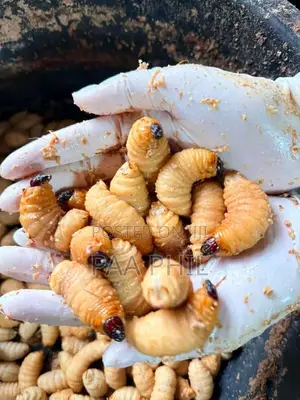 Fresh Akokono