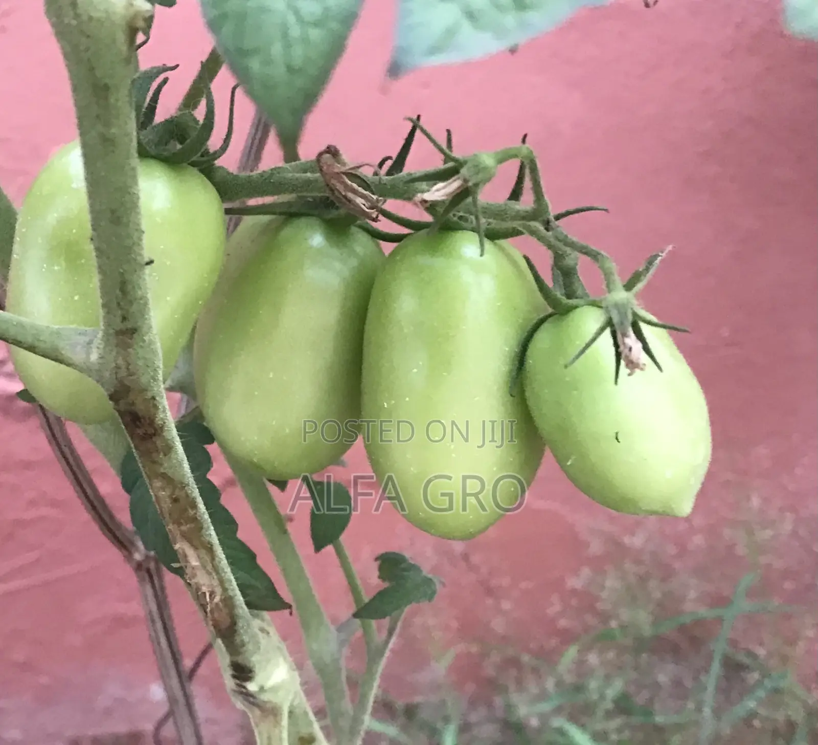 Vine Tomatoes Seedlings