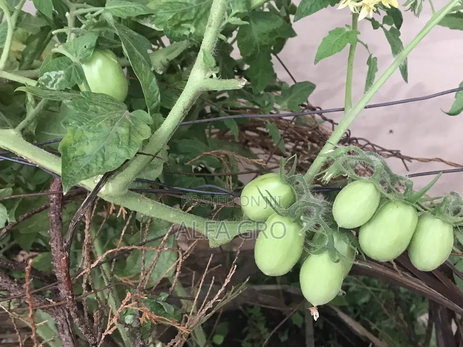 Vine Tomatoes Seedlings