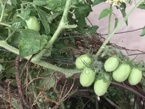 Vine Tomatoes Seedlings