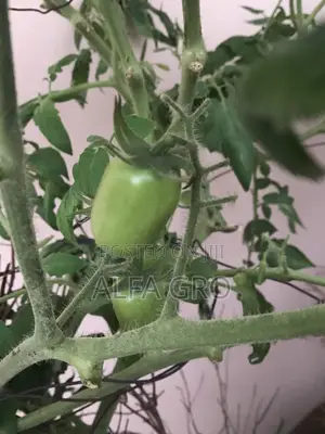 Vine Tomatoes Seedlings