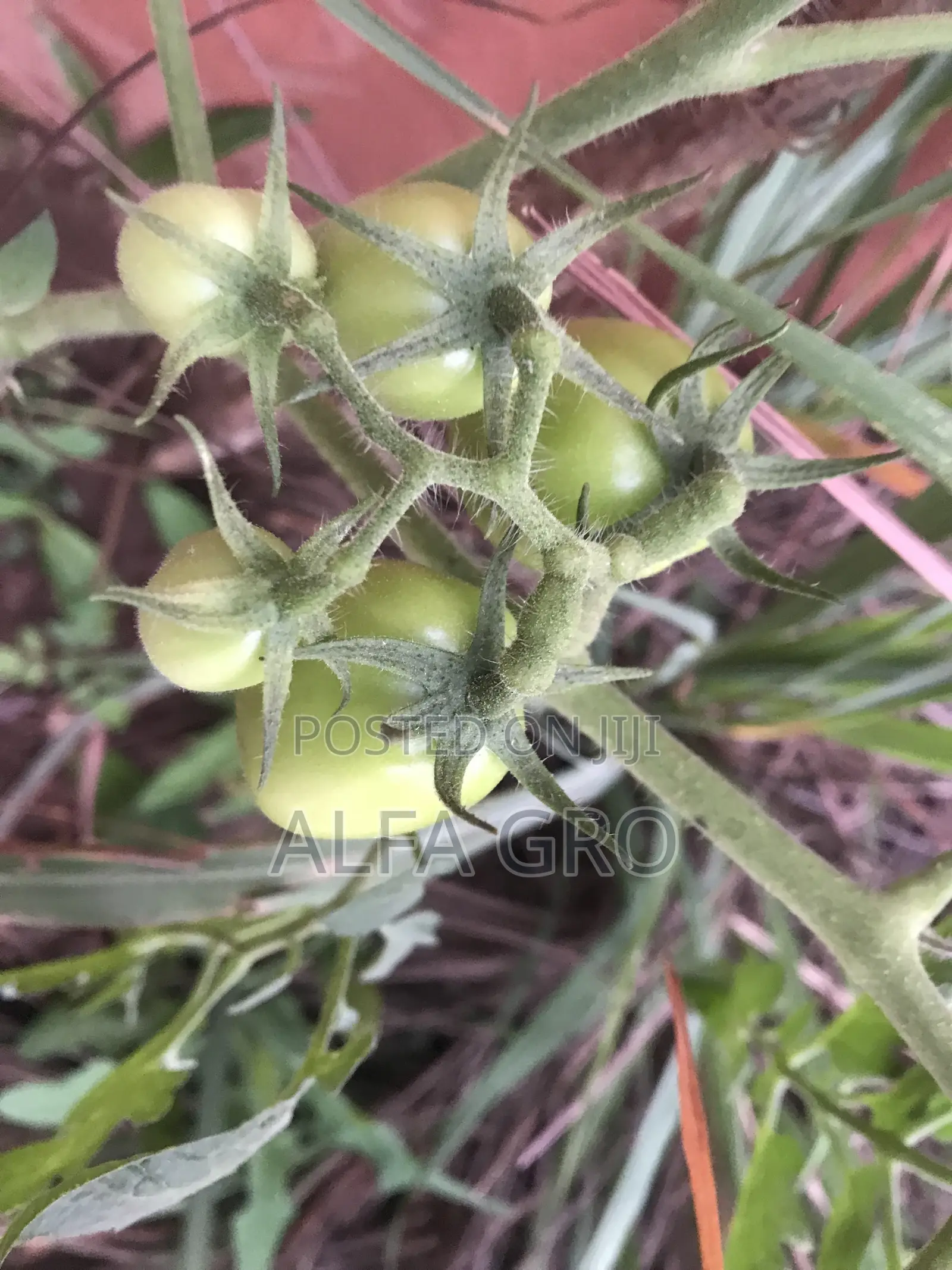 Vine Tomatoes Seedlings