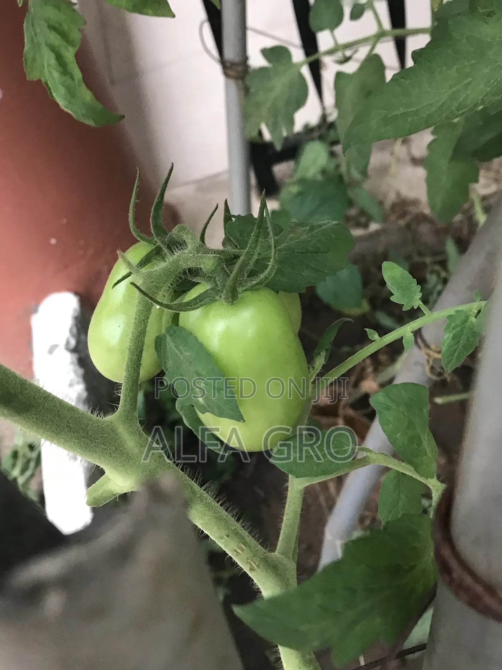 Vine Tomatoes Seedlings