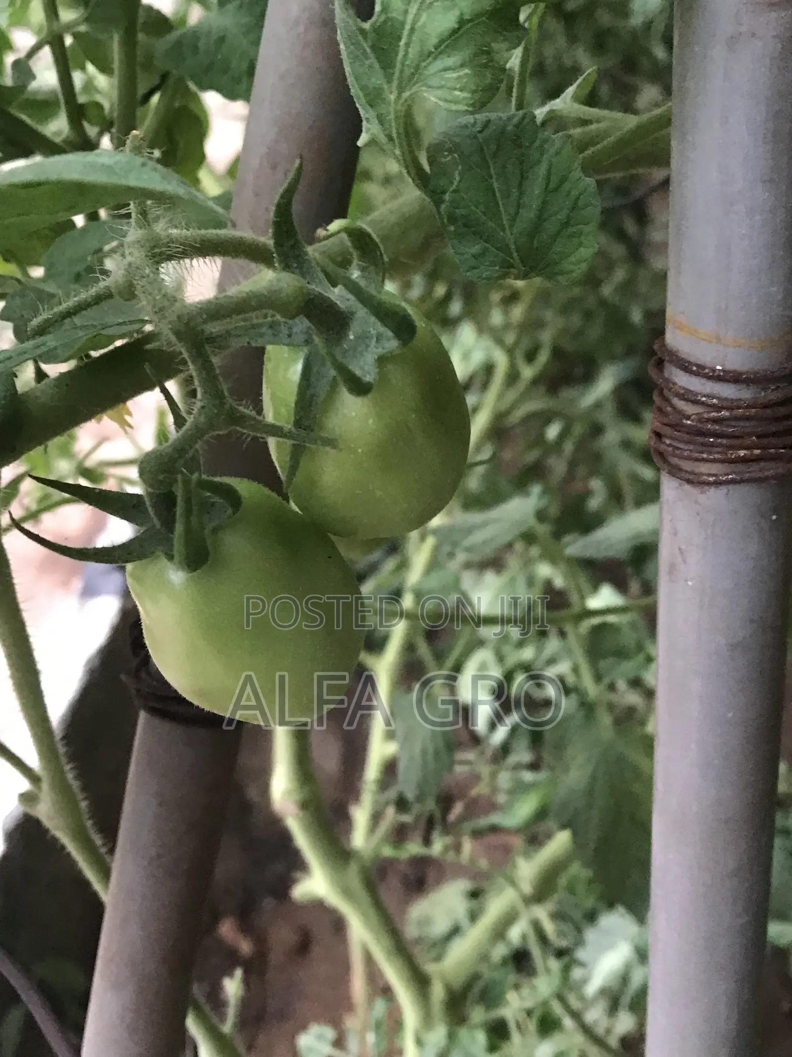 Vine Tomatoes Seedlings