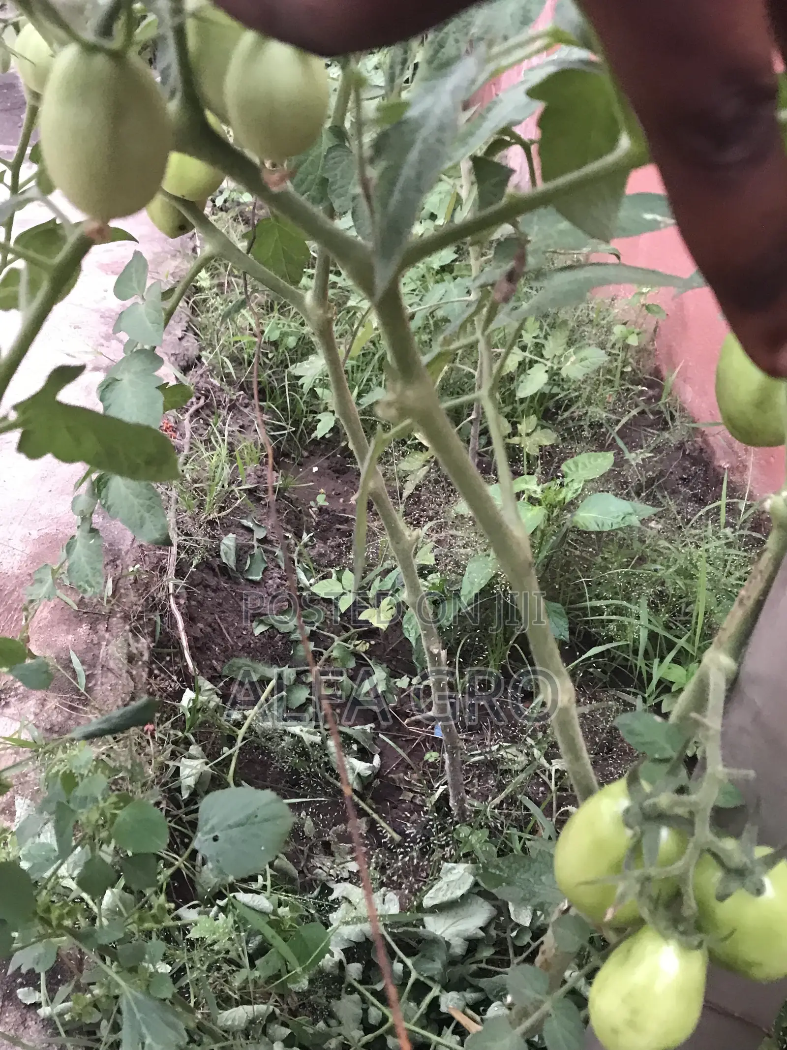Vine Tomatoes Seedlings