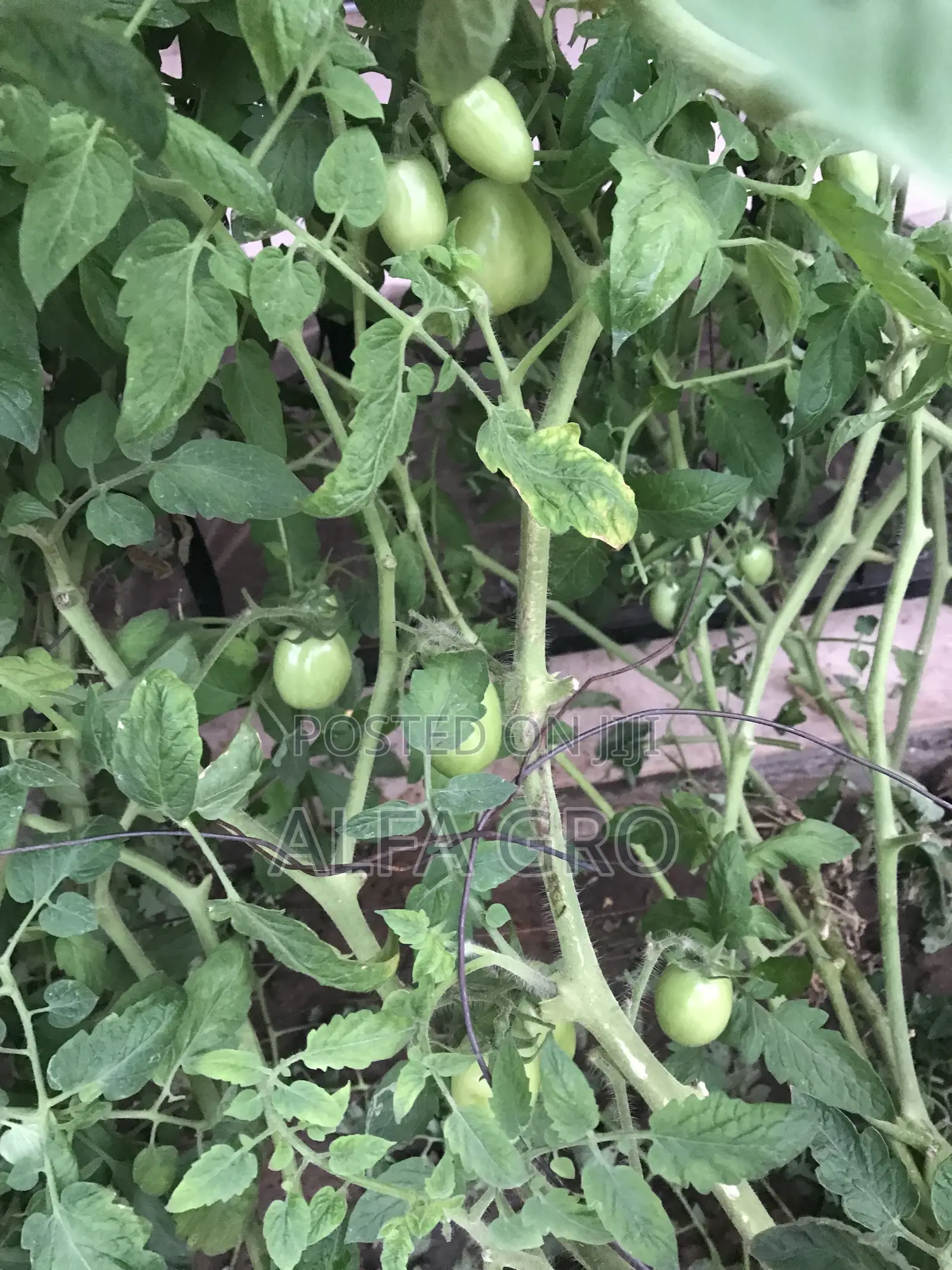 Vine Tomatoes Seedlings