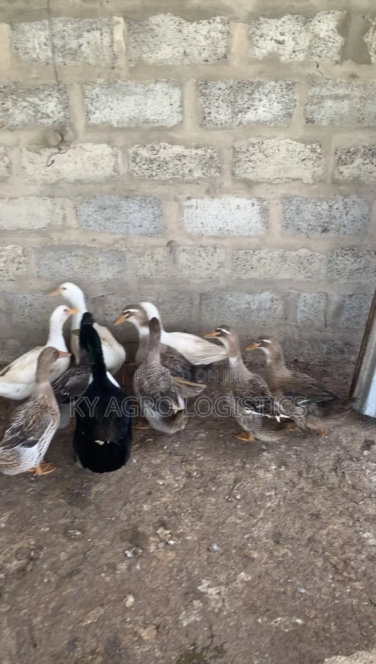 Mature Foreign Ducks