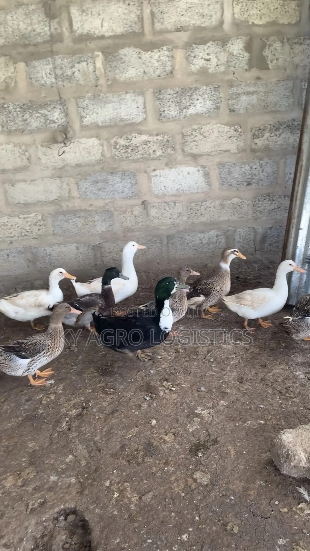 Mature Foreign Ducks