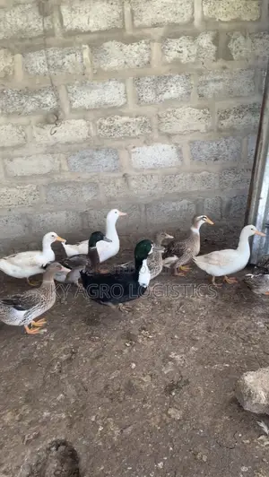 Mature Foreign Ducks