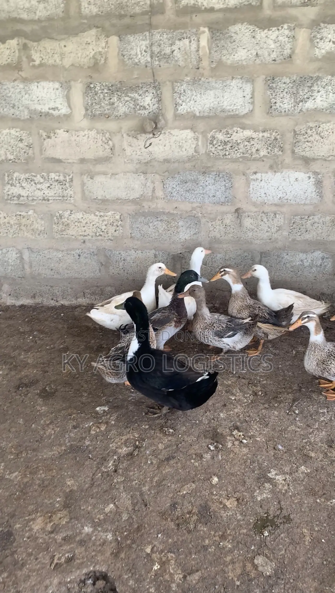Mature Foreign Ducks