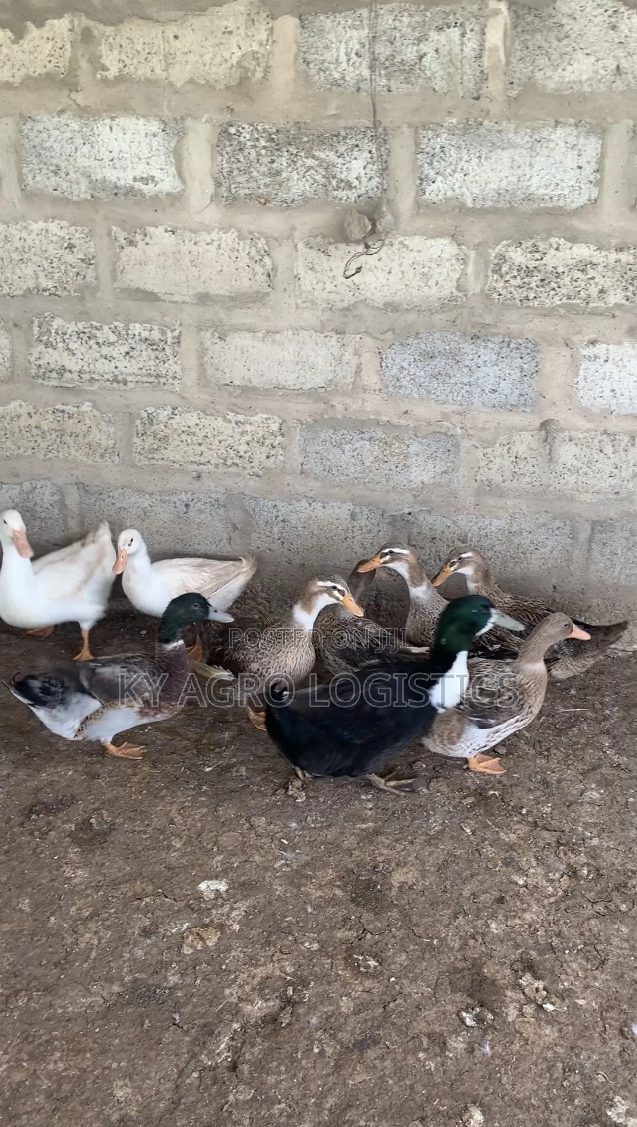 Mature Foreign Ducks