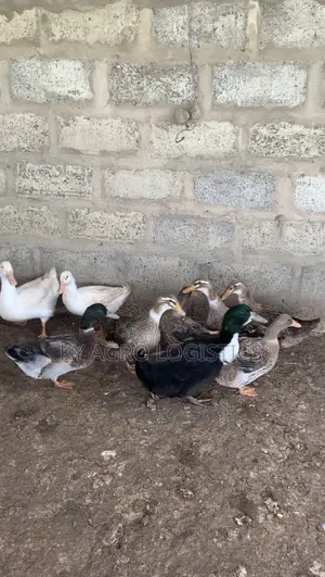 Mature Foreign Ducks
