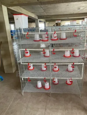 Day Old Cages