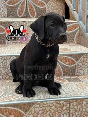 1-3 months Female Purebred Boerboel