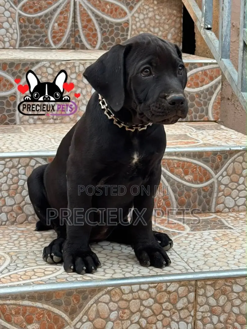 1-3 months Female Purebred Boerboel