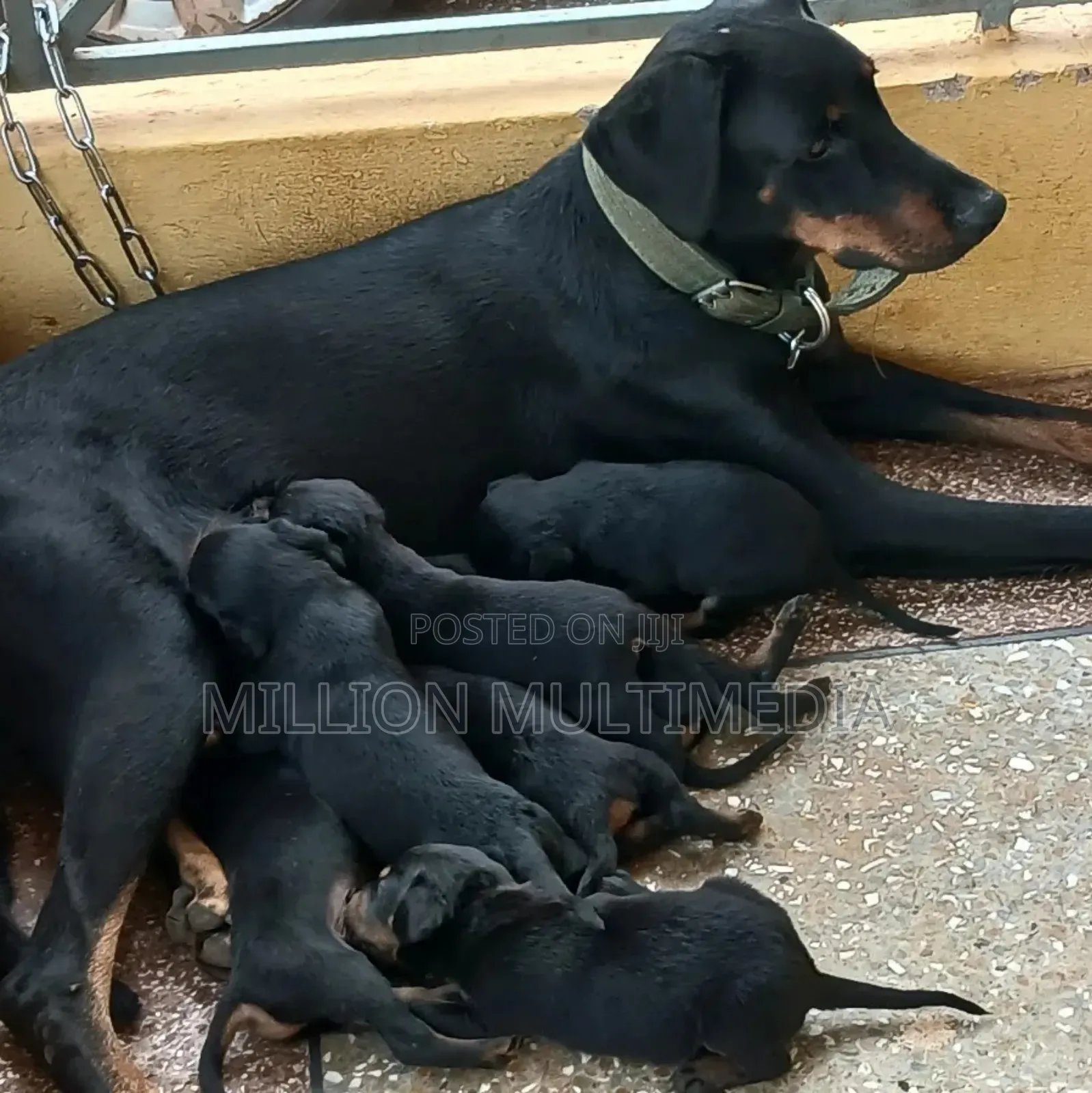 1-3 months Female Purebred Doberman Pinscher