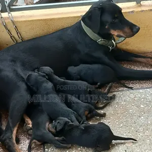 1-3 months Female Purebred Doberman Pinscher