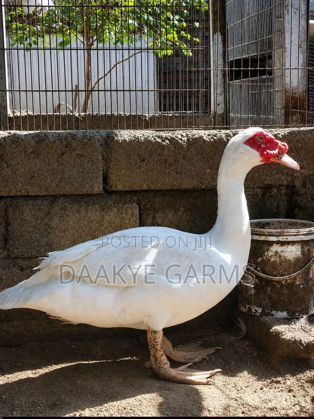 Ducks Available for Sale