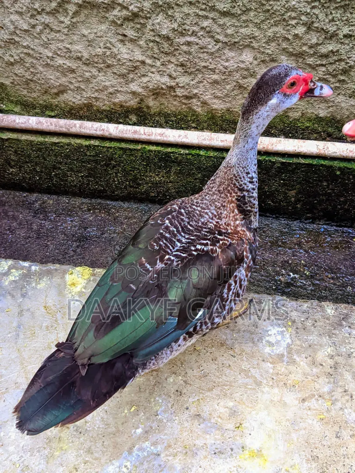 Ducks Available for Sale