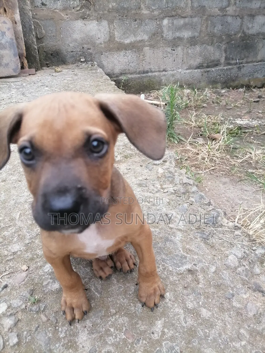 0-1 month Female Mixed Breed Dog
