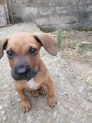 0-1 month Female Mixed Breed Dog