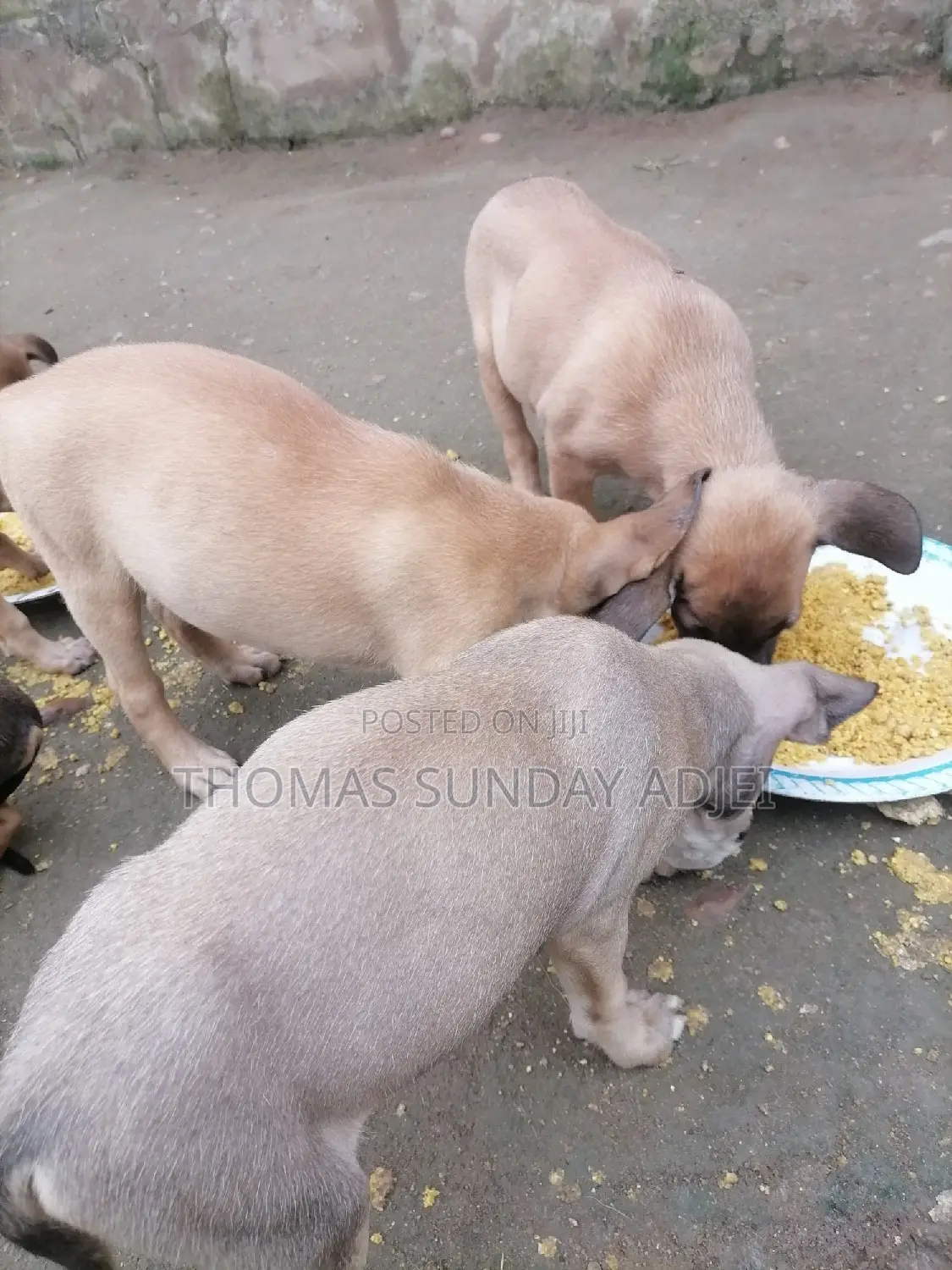 0-1 month Female Mixed Breed Dog