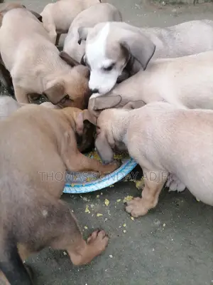 0-1 month Female Mixed Breed Dog