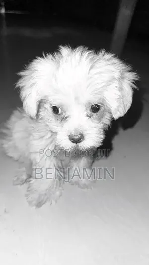 1-3 months Female Purebred Poodle
