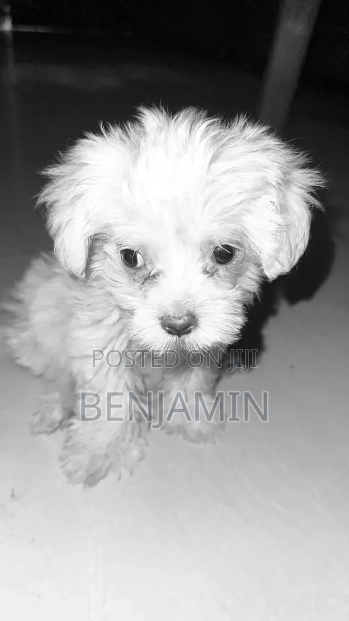 1-3 months Female Purebred Poodle
