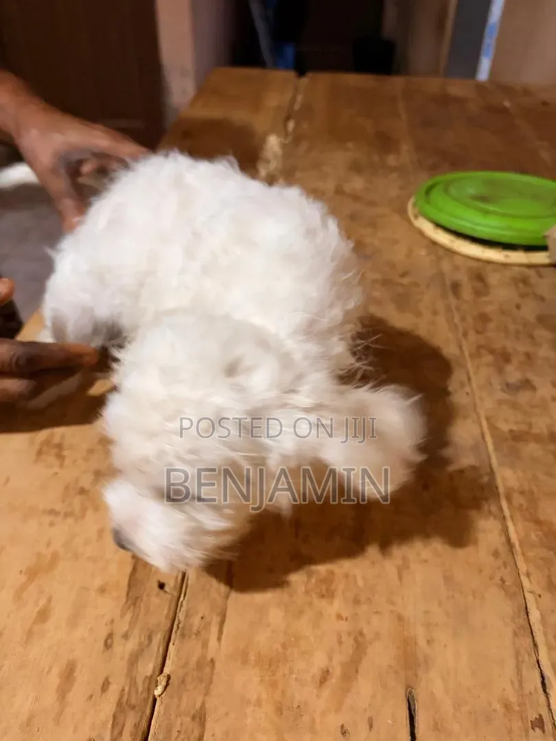 1-3 months Female Purebred Poodle