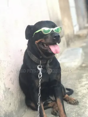 1+ year Female Purebred Rottweiler
