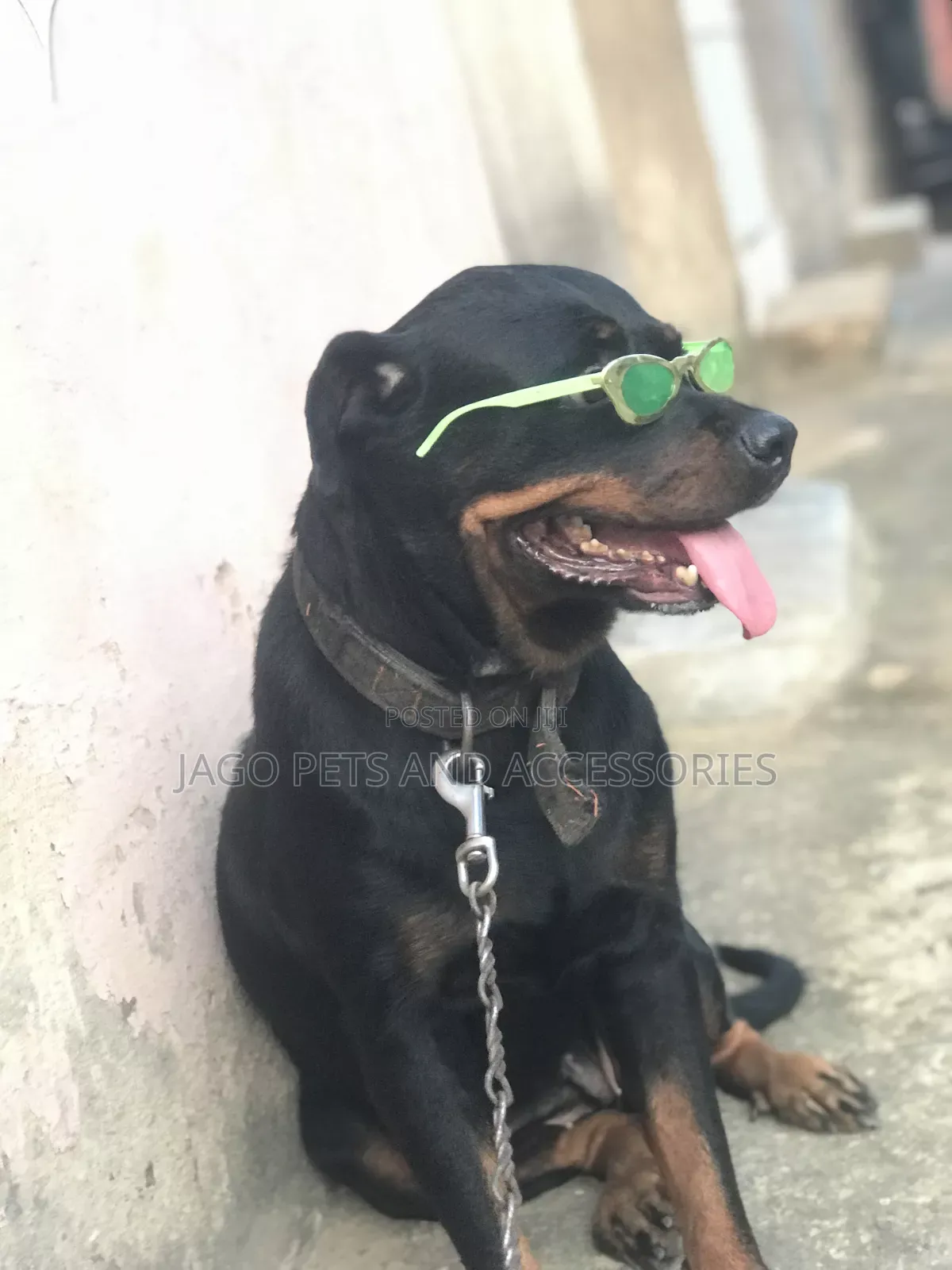 1+ year Female Purebred Rottweiler