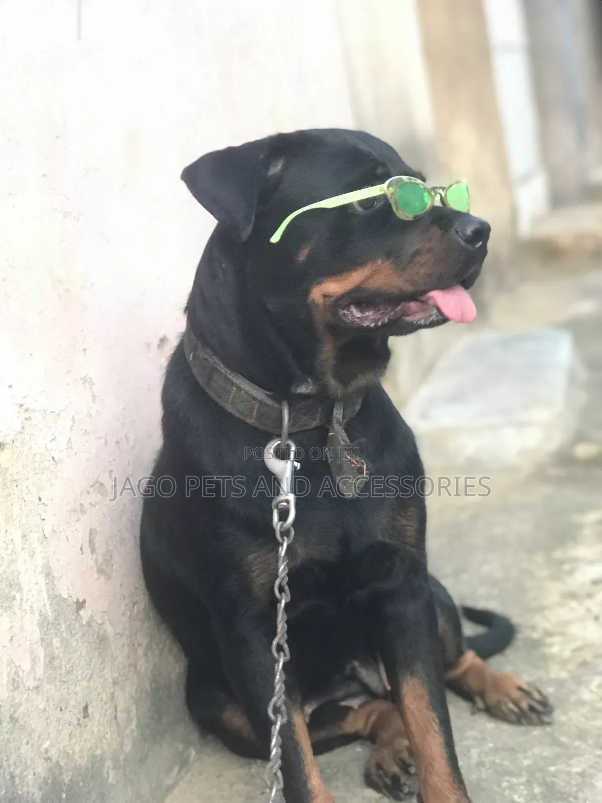 1+ year Female Purebred Rottweiler