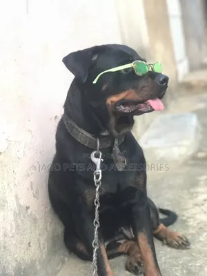1+ year Female Purebred Rottweiler