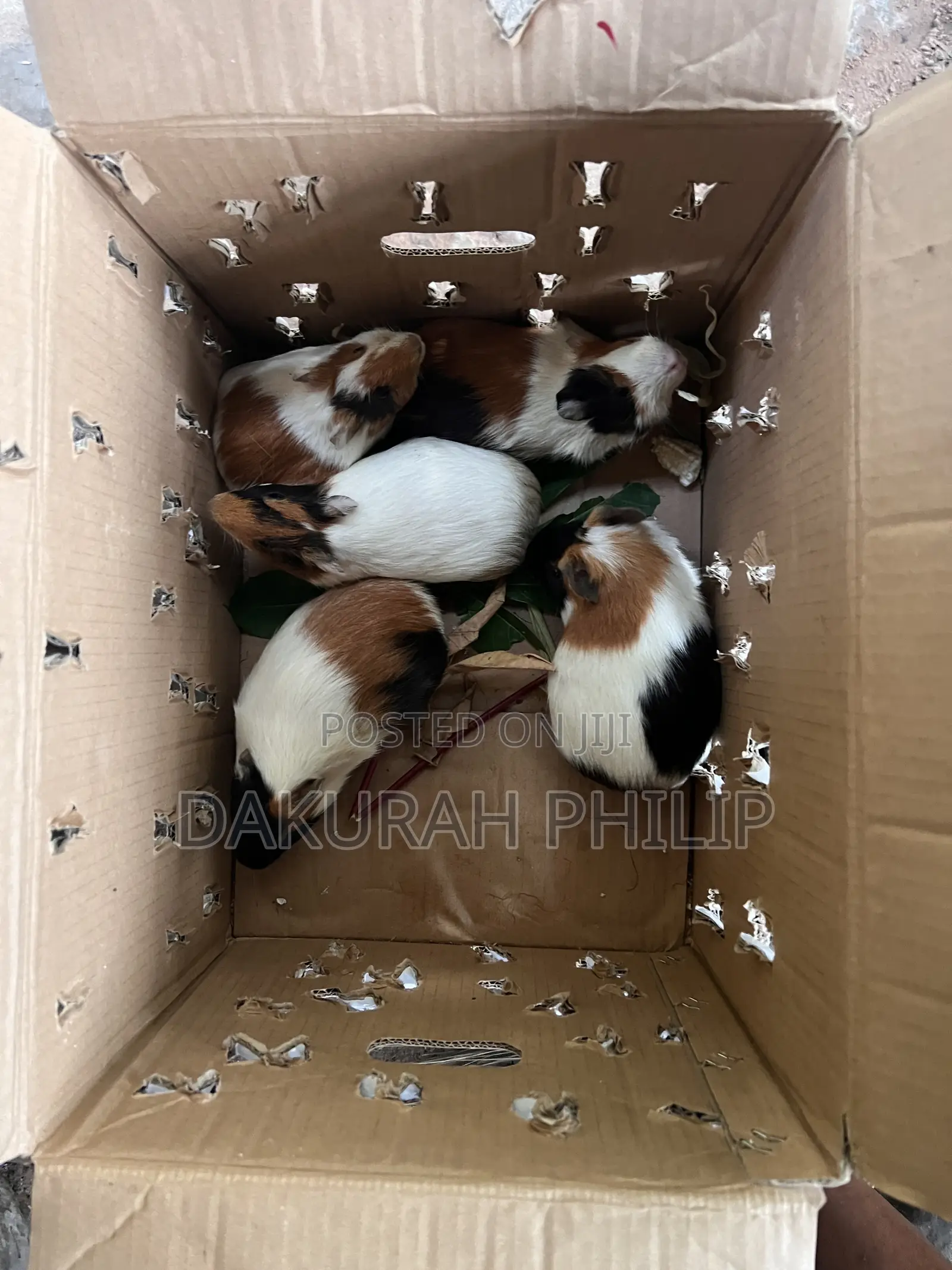 Guinea Pigs for Sale