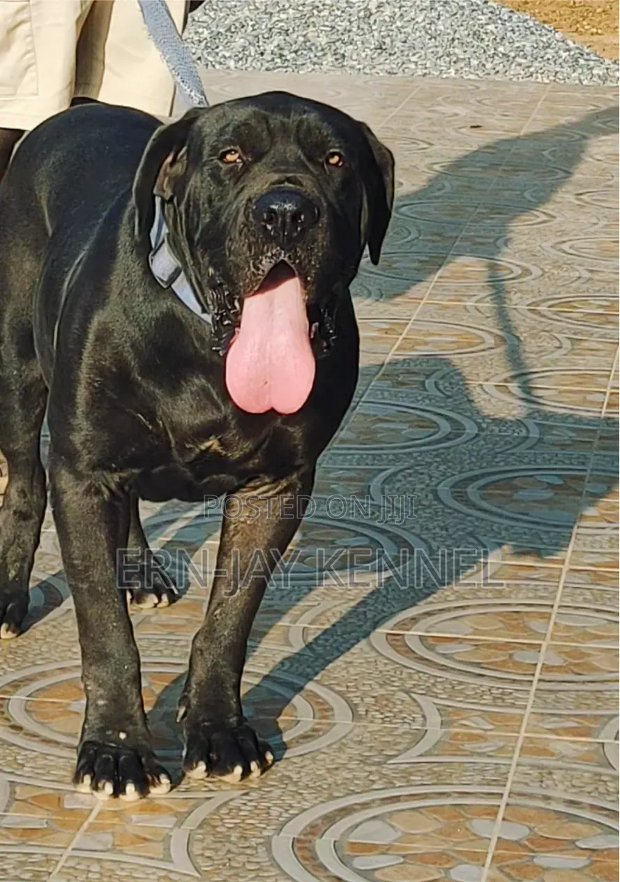 1+ year Male Purebred Boerboel