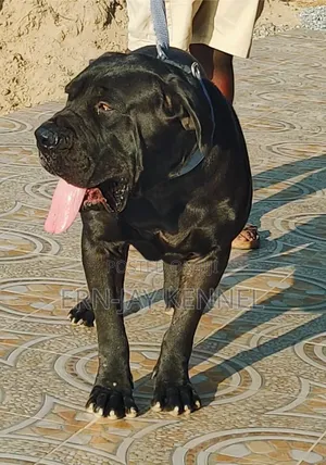 1+ year Male Purebred Boerboel