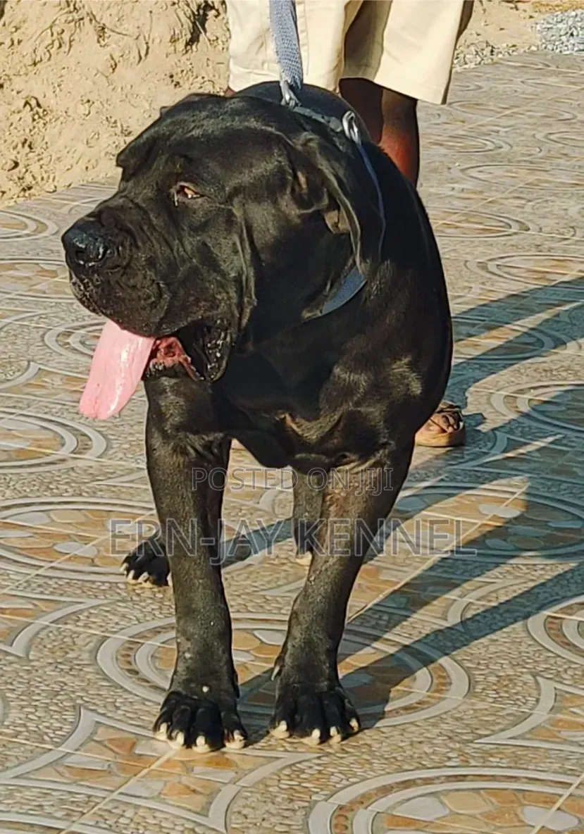 1+ year Male Purebred Boerboel