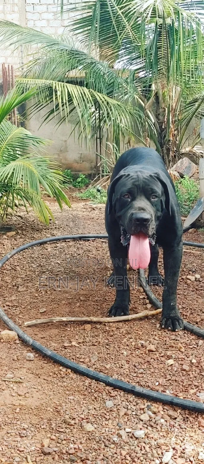 1+ year Male Purebred Boerboel