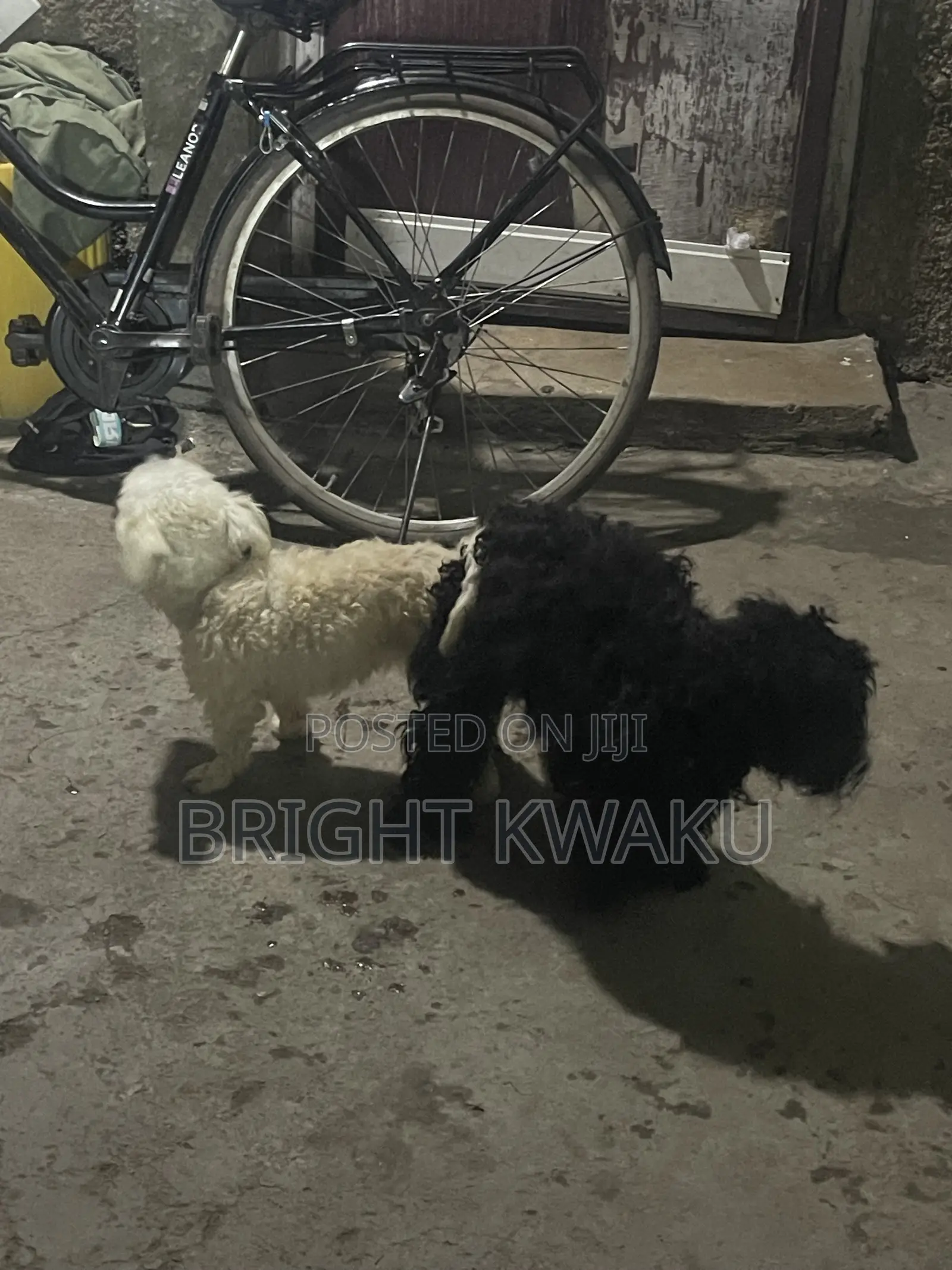 6-12 months Male Purebred Poodle